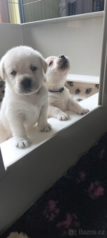 Labrador štěňata s PP - 6