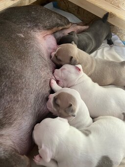 American bully pocket - 6