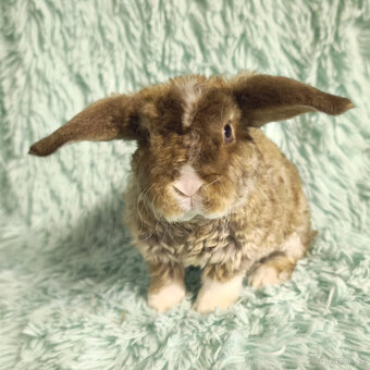 ⭐️ Vánoční ⭐️ Zakrslí beránci 🍀⭐️🍀 - 6