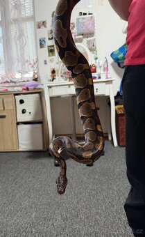 Krajta královská - 6