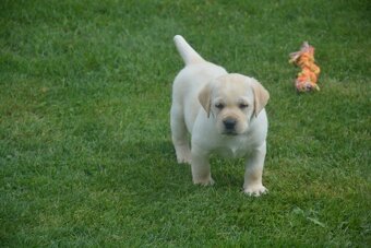 Labrador - 6