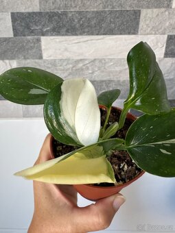 Monstera standleyana,,COBRA'' panašovaná - 6