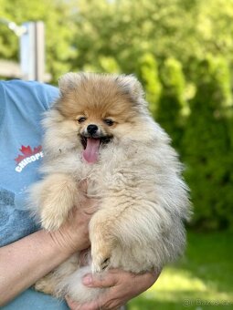 Pomeranian s PP - 6