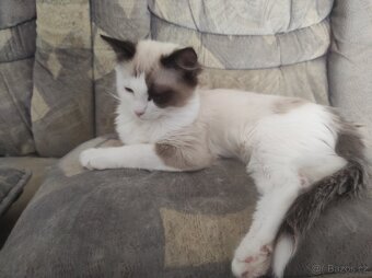 Ragdoll kocourek bez PP - 6