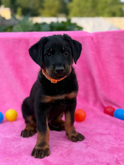 Beauceron štěňátka s PP ze zahraničního spojení - 6