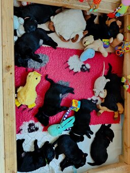 Flat coated retriever - 6