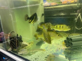 Prodam arowana , cichla , pirana….. - 6