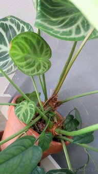 Monstera albo, anturium, pokojové rostliny - 6