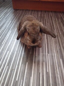 Zakrsly králík minilop - 6