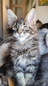 Mainská mývalí koťátka s PP - 6