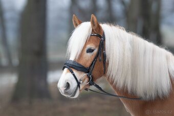 Na prodej klisna 141 cm, Pony B - 6