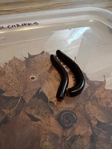 Prodej - Mnohonožka červená (Epibolus pulchripes) - 6