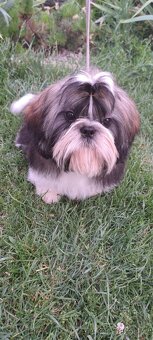 Shih tzu s PP / shi-tzu / shi tzu - 6