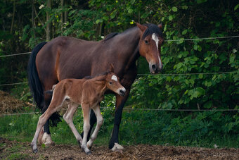 Roční klisnička welsh pony of cob type. - 6