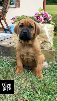 Tosa Inu - Štěňátka s PP - 6