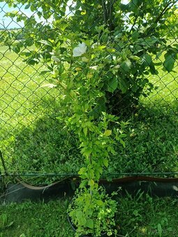 Vrba,trvalky, prunus, cercis - 6