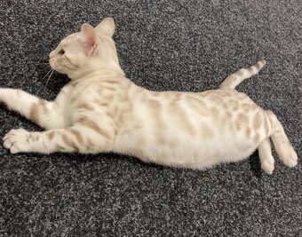 Bengálská kočka,bengálské kotě - 6