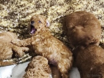 Pudl trpasličí s P.P. - 6