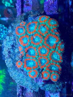 Mořské korály LPS/SOFT/SPS - 6