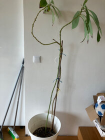 Avokado - 6