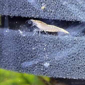 Krevetky Atyopsis Moluccensis (Bamboo Shrimp, Molucka) - 6