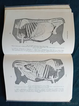 ZÁKLADY ANATOMIE HOSPODÁŘSKÝCH ZVÍŘAT - 1954 - 6