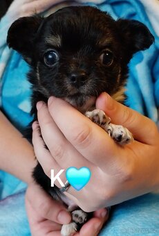 ČIVAVA   💕  DLOUHOSRSTÁ - 6