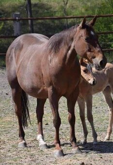 Quarter Horse žrebec po BOB ACRE DOC,JAC O RIMA a BONANZA - 6