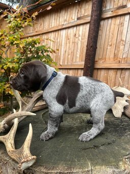 Štěňata - NKO německý krátkosrstý ohař lovecký pes fena - 6