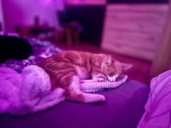 Daruji Kočičky - 6