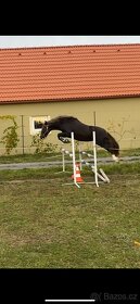 Pony k rekreaci/ do sportu - 6