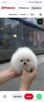 Pomeranian - 6