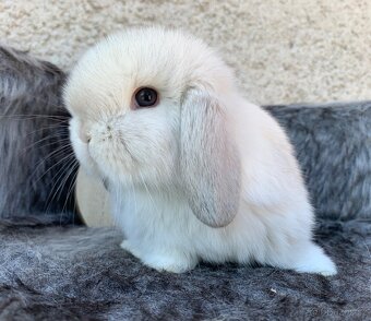 ❤️⭐️Minilop Kralicek Beránek miminka - 6