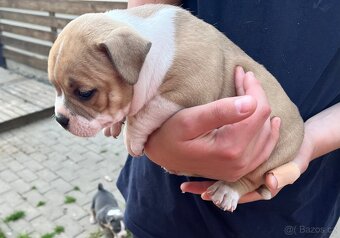 Štěně American Bully - 6