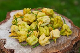 Chilli semena | Chilli papričky | Chilli semínka - 6