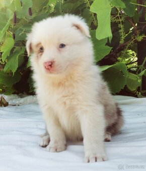 Border kolie , Collie , kolia - 6