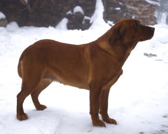 Labradorský retriever Fox Red s PP - 6