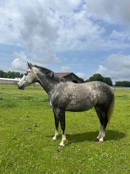 6ti letá klisna po Heartbreak - 6