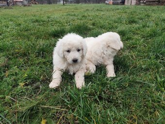 Slovenský čuvač bez PP - 6