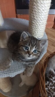 Britská koťátka whiskas s PP - 6
