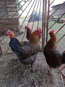 Násadová vejce Maranska (maransky) a české zlaté kropenky - 6