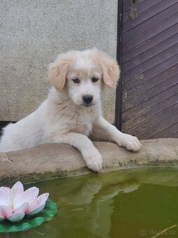 stene krizenec mix borderkolie,samojed,ohar - 6