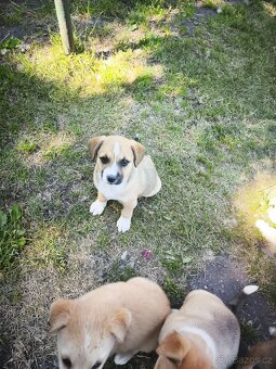 Husky x kříženec staforda. - 6