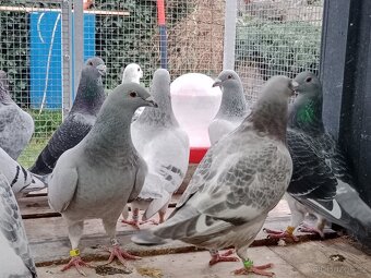 Poštovní holub standart - 6