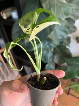 Monstera Adansonii Variegata - 6