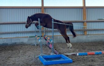 Všestranná šestiletá pony klisna - 6