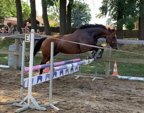 Krásná klisnička WPBR Pony B do sportu - 6