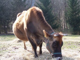 Kráva 100% Jersey - 6