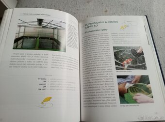 Koi Luděk Štěch - 6