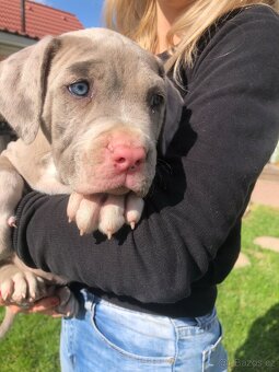 American bull XL, American bully, americký bull - 6